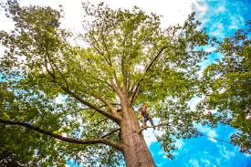 San Dimas, CA Tree Removal Services Company