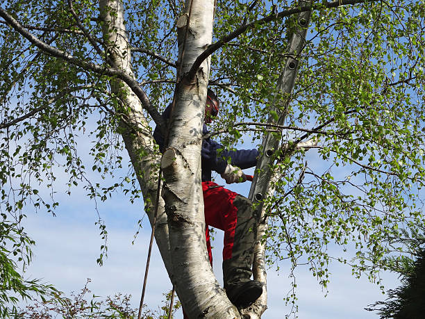 How Our Tree Care Process Works  in  San Dimas, CA